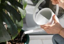 5 χρυσοί κανόνες για το πότισμα των φυτών